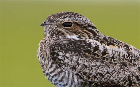 Common Nighthawk | Audubon Field Guide