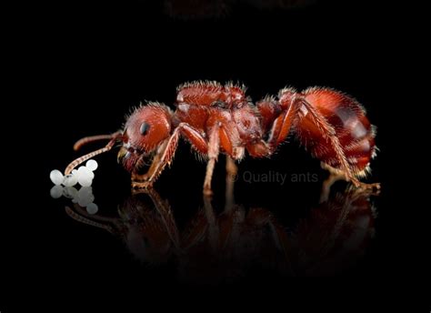 Pogonomyrmex barbatus queen with brood - Quality Ants