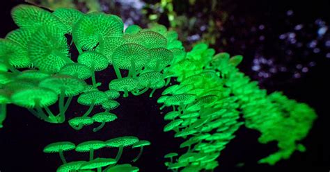 Glowing Mushrooms in Singapore Light Up the Dark Like Little Galaxies