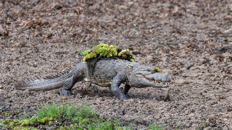 BBC One - Planet Earth III - Waiting to film a mugger crocodile ambush