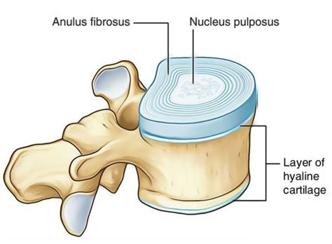 Hyaline Cartilage – Earth's Lab