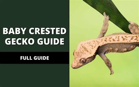 Baby Crested Gecko Care Guide! - Reptile Maniac