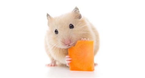 Can Hamsters Eat Carrots Safely - And How Much Can They Have?