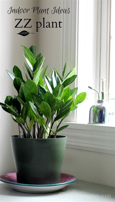 Indoor Plant Ideas: The ZZ Plant