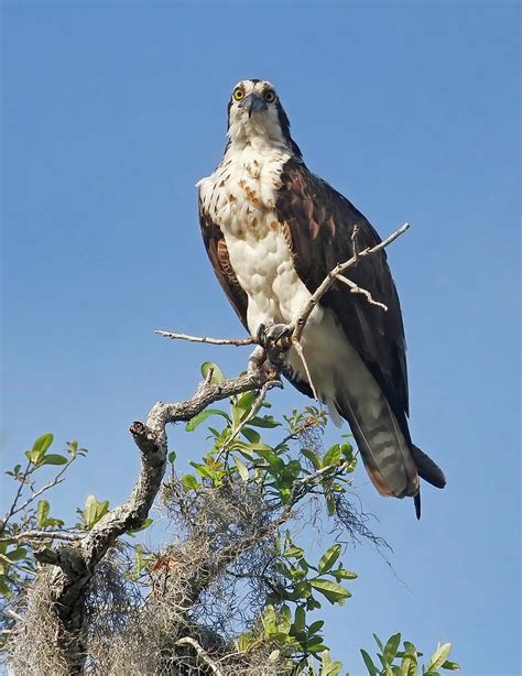 Lady Osprey Photograph by HH Photography of Florida - Fine Art America