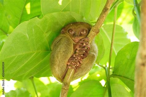 Philippine tarsier in Bohol island Stock Photo | Adobe Stock