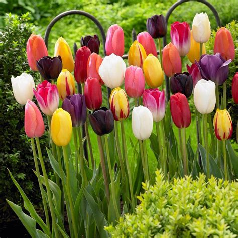 Bloomsz Single Late Tulip Mix Flower Bulb (10-Pack)-07619 - The Home Depot