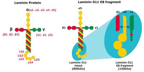 ECMatrix™ Laminin Substrates are Superior Xeno-free Extracellular ...