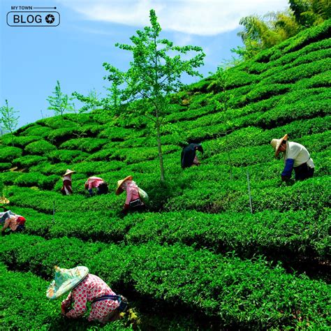 Best Tea Gardens in Darjeeling: The Essence of Tea Culture