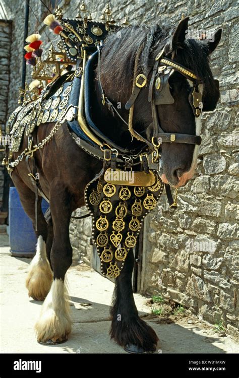 SHIRE HORSE in full harness, including brasses Stock Photo - Alamy