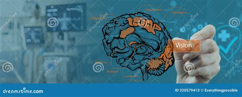 Medical Study of Brain Functions and Regions a Detailed Illustration ...