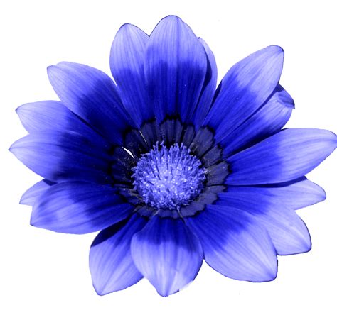 Les Cliparts de Clo: Fleur bleue