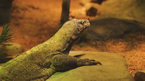 Akron Zoo employee bit by Komodo dragon | wtol.com