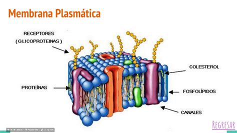 Membrana plasmática - YouTube