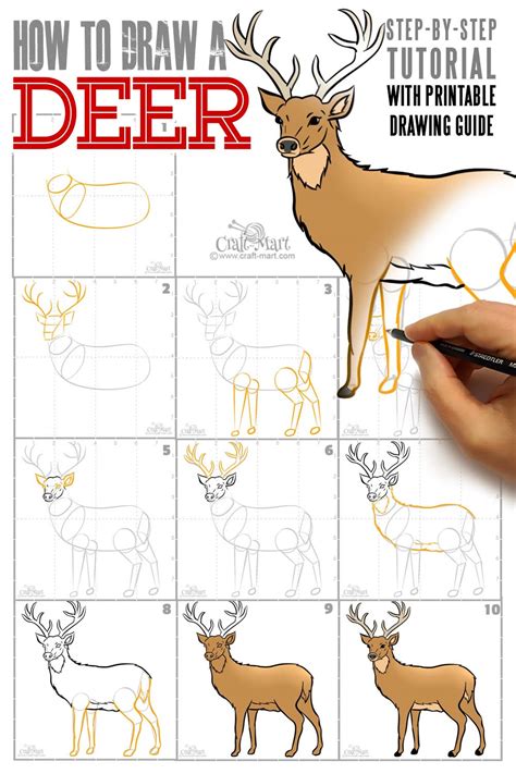 View 23 Easy Step How To Draw A Deer For Kids - crowntrendarea