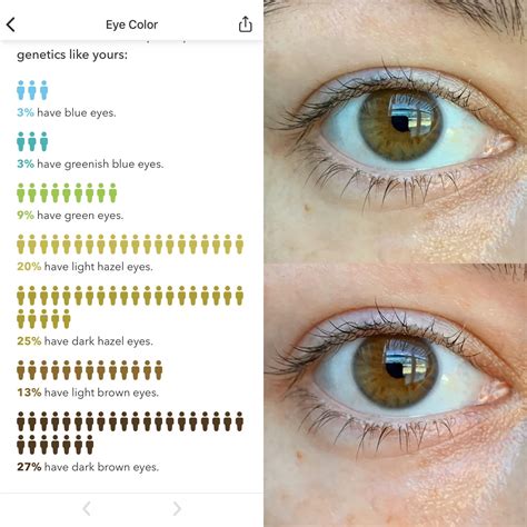 Hazel Eye Color Chart