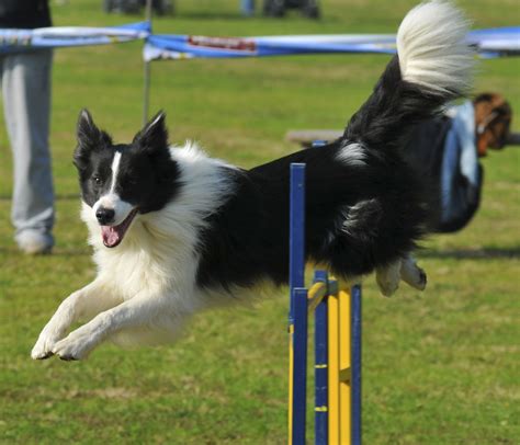 Images For > Dog Agility Border Collie | Dog agility, Border collie dog ...