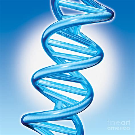 Dna Double Helix Digital Art by Marc Phares and Photo Researchers