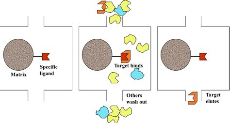 Affinity Chromatography Diagram