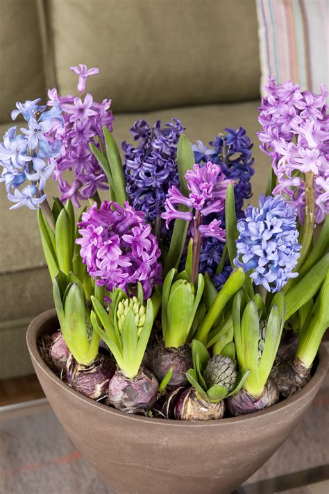 Forcing Hyacinths | How to Force Hyacinths in Vases | Hyacinths Indoors