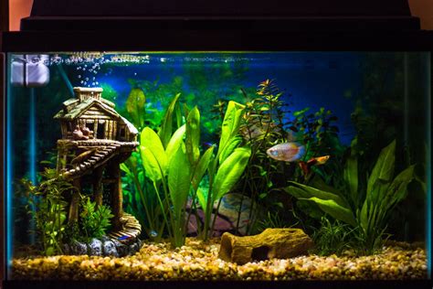 Photo #1 - This Is My Planted 10 Gallon Aquarium. It Has Bee...