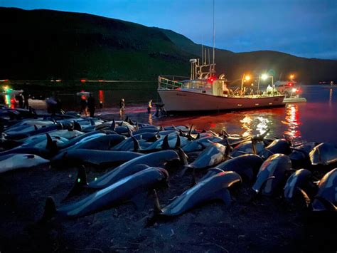 More Than 1,400 Dolphins Slaughtered As Part Of Faroe Islands Tradition