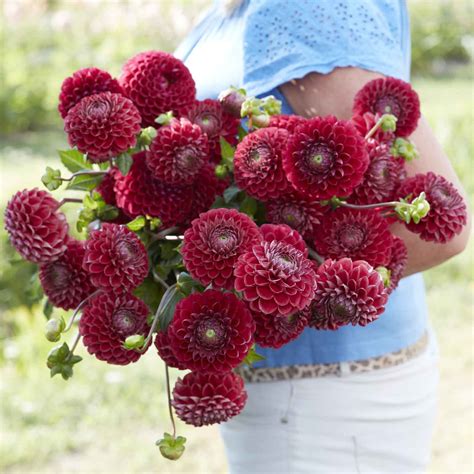 Dahlia Bulb - Cornel | Dahlia Tubers | Eden Brothers