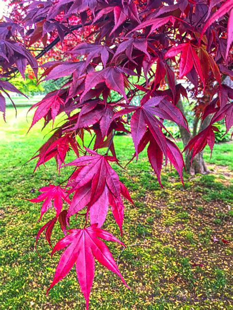 Red Japanese Maple Leaves - Plant & Nature Photos - Ruthiemade's Photoblog