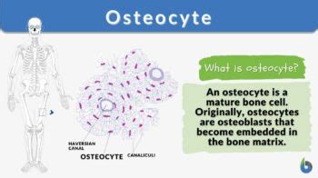 Osteocyte - Definition and Examples - Biology Online Dictionary