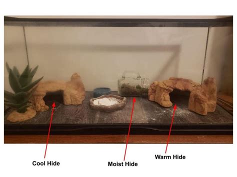 Leopard Gecko Hides - Provide The Best Hides For Your Gecko