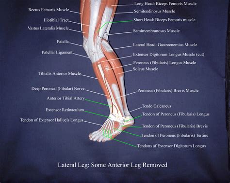 Lateral Thigh Muscles