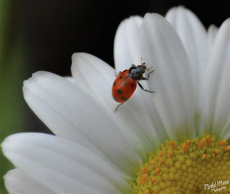 Ladybug on Daisy Photograph by A Hint of Color Photography - Fine Art ...