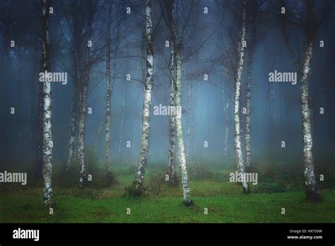 landscape of dark forest with fog Stock Photo - Alamy