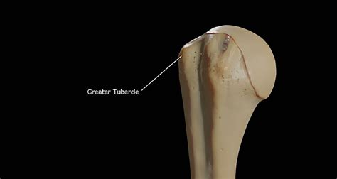 greater tubercle - Wikidata