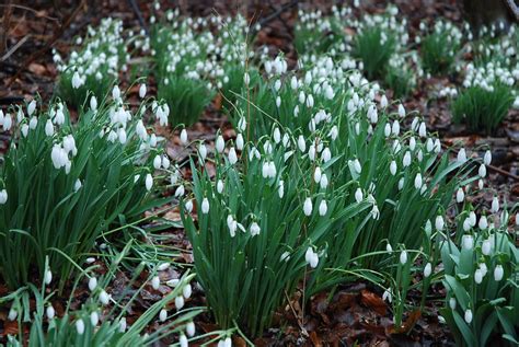 anglesey abbey snowdrops 006 | Steve Ferris | Flickr