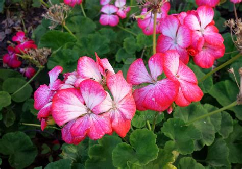 Pelargonium by Kislobog on DeviantArt