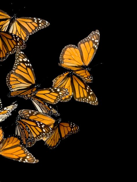 Monarch Butterfly Wallpaper