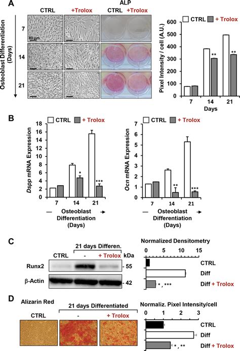 Effect of Trolox on the OB differentiation potential of hDPSCs. A ...