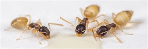 Ghost Ant Control: How To Get Rid of Ghost Ants | Solutions Pest & Lawn