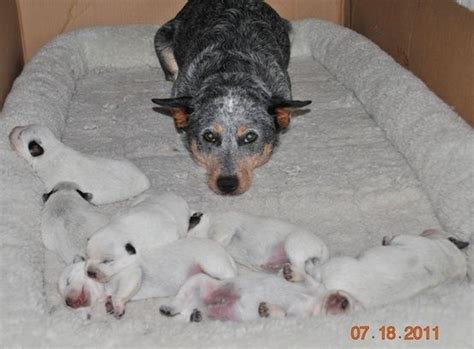 Australian Cattle Dog Puppies born white | Heeler puppies, Cattle dog ...