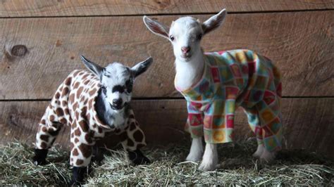 Ten Adorable Baby Goats Gleefully Romp Around the Barn Dressed In ...