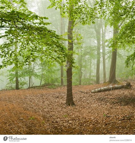 ardennes Forest - a Royalty Free Stock Photo from Photocase