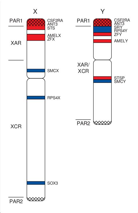 The location of selected genes on the human X and Y chromosomes. The ...