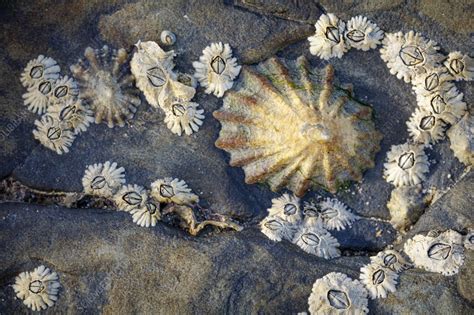 Common limpet - Stock Image - C058/0601 - Science Photo Library