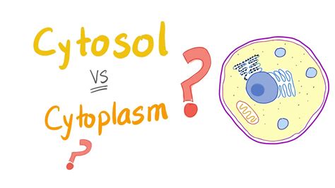 Cytosol vs cytoplasm; What’s The Difference? - YouTube