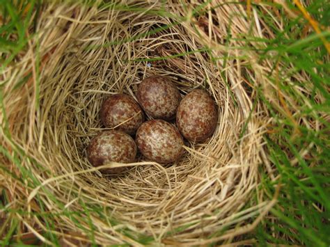 Chipping Sparrow (Spizella passerina) nest with brown eggs - Manitoulin ...