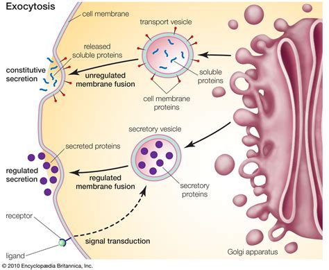 Golgi apparatus | Definition, Function, Location, & Facts | Britannica