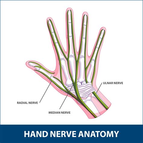 Hand Nerve Decompression | Florida Orthopaedic Institute