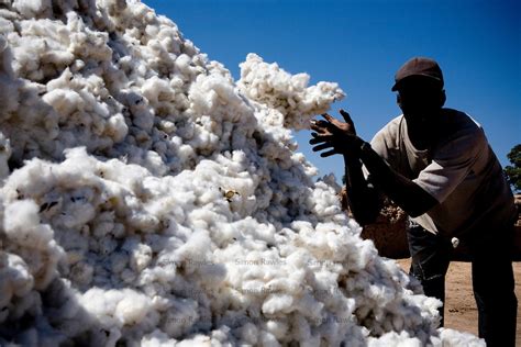 COTTON FARMING AND PROCESSING BUSINESS PLAN IN NIGERIA