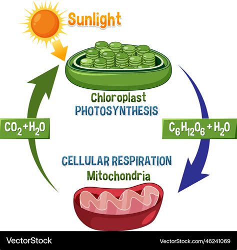 Photosynthesis and cellular respiration diagram Vector Image